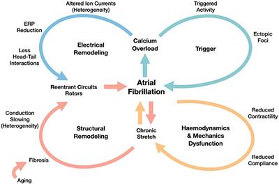 A Computational Study of the Electrophysiological Substrate in Patients Suffering From Atrial Fibrillation